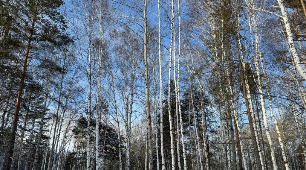 земля р-н Сысертский п Габиевский фото 1