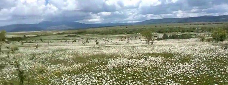 земля р-н Красногвардейский с Дубровское с пос, Симферопольский район фото 25