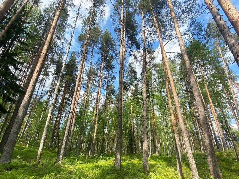 земля р-н Всеволожский д Васкелово Куйвозовское сельское поселение, Окопная улица, 14, Агалатово фото 7