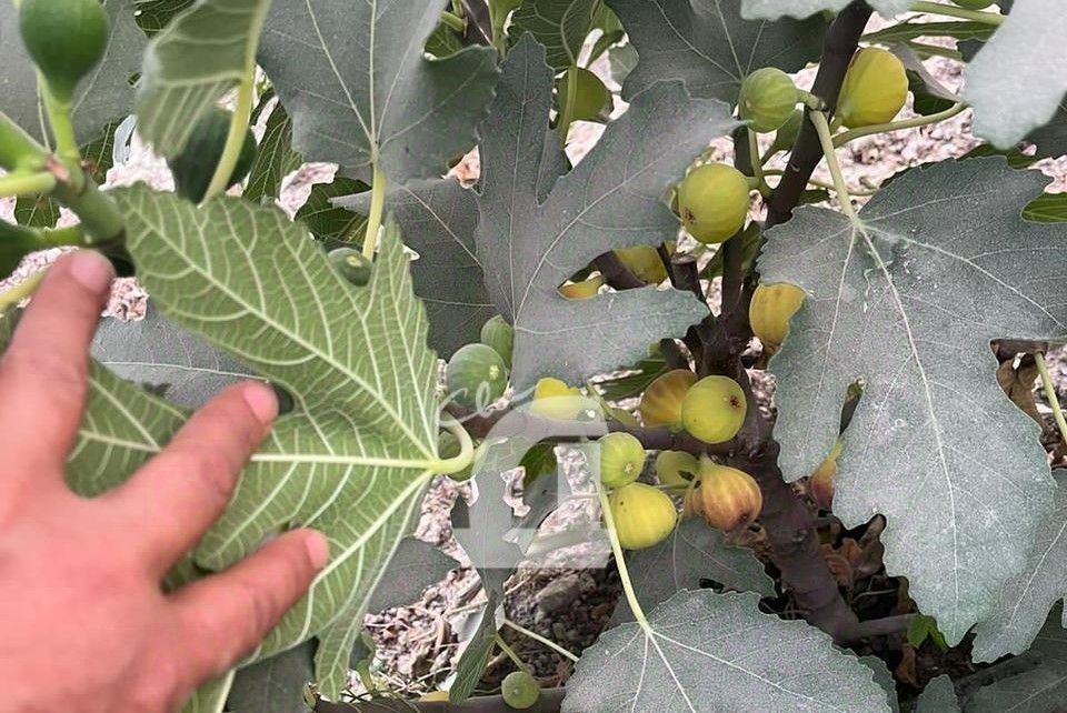 производственные, складские р-н Гулькевичский пгт Гирей ул Восточная Гирейское городское поселение фото 7