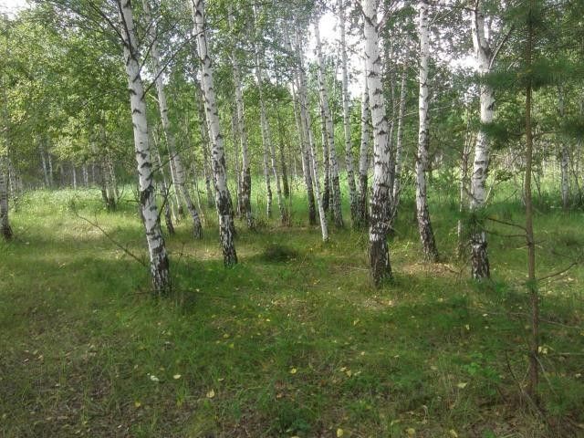 земля г Якутск с Маган городской округ Якутск, садово-огородническое товарищество Зелёный Сад фото 1