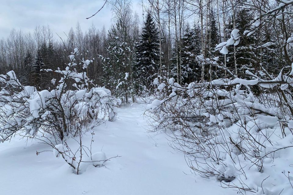 земля р-н Киришский снт Треугольник 76 фото 5