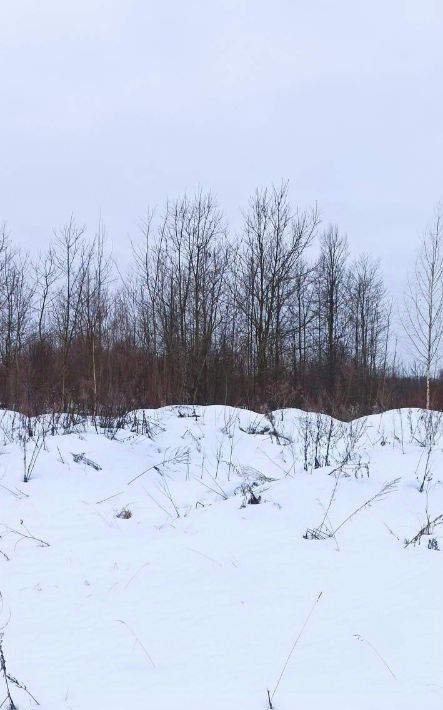 земля р-н Псковский д Моглино Тямшанская волость фото 2