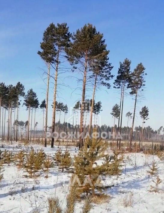 земля р-н Читинский п Забайкальский ул Зеленая фото 1