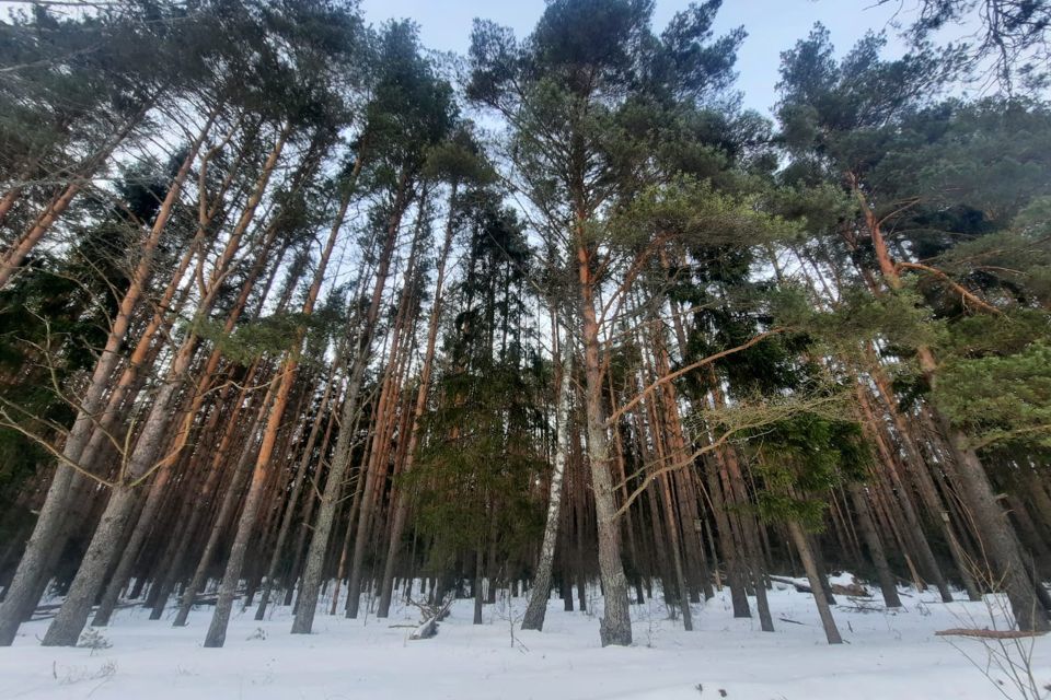 земля р-н Смоленский деревня Телеши фото 1