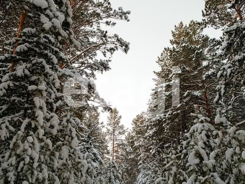 земля р-н Березовский деревня Лукино фото 5