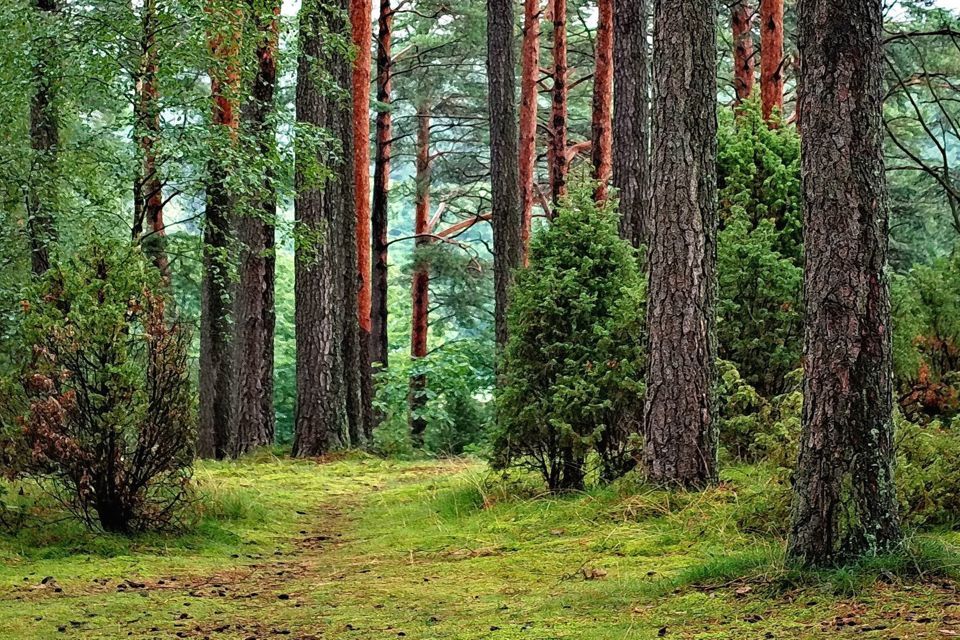 земля р-н Маловишерский деревня Старые Морозовичи фото 4