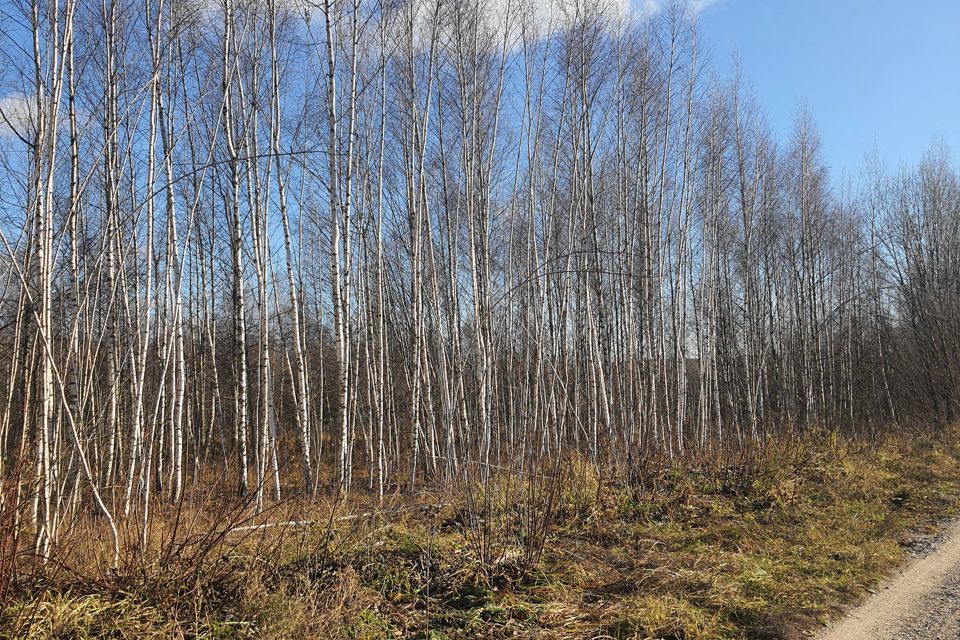 земля р-н Богородский деревня Кожевенное фото 1