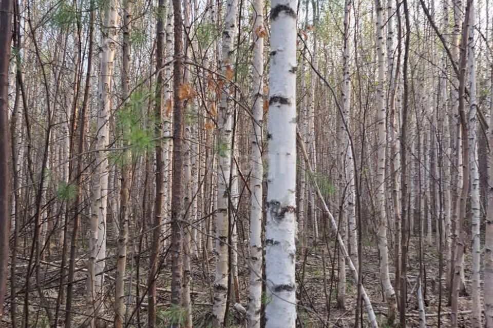 земля г Ревда с Кунгурка городской округ Ревда, Урочище Дегтяные фото 3