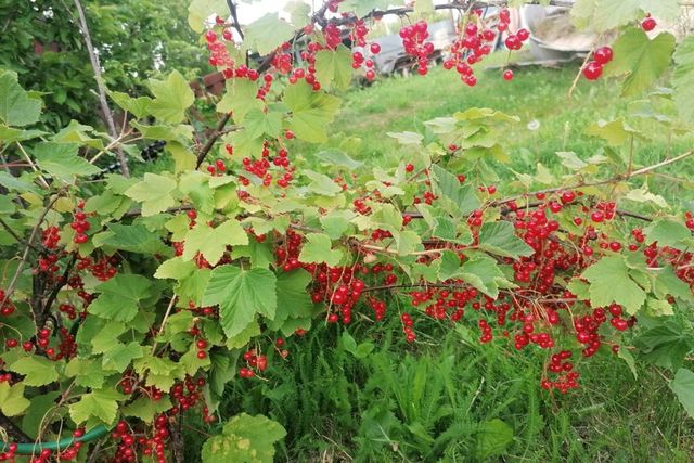 городской округ Нижний Новгород, садоводческое некоммерческое товарищество Металлург-2 фото