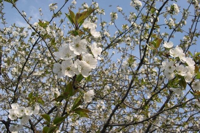 городской округ ЗАТО Железногорск, СНТ № 20 фото