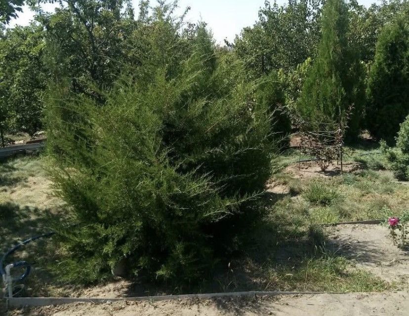 дом г Каменск-Шахтинский снт Ромашка ул Граничная городской округ Каменск-Шахтинский фото 9