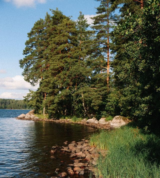 земля р-н Выборгский Приморское городское поселение, Сосновый пляж кп фото 1