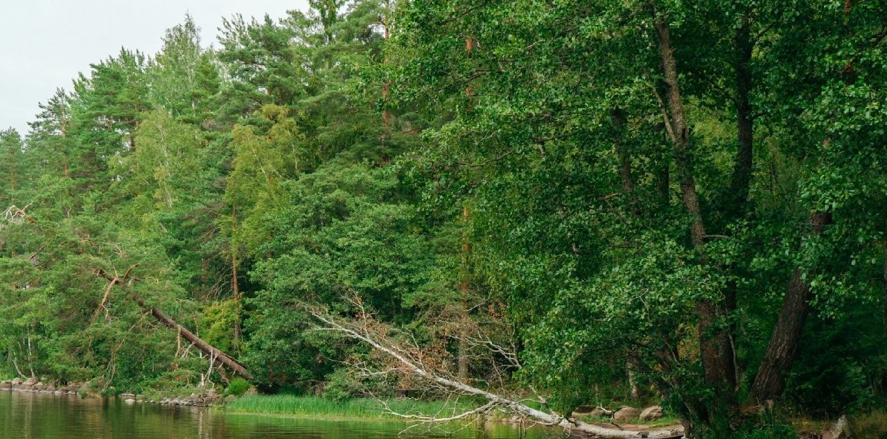 земля р-н Выборгский Приморское городское поселение, Сосновый пляж кп фото 5