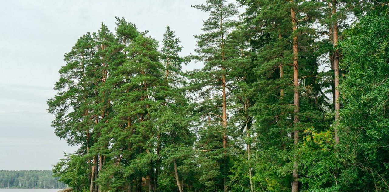 земля р-н Выборгский Приморское городское поселение, Сосновый пляж кп фото 41