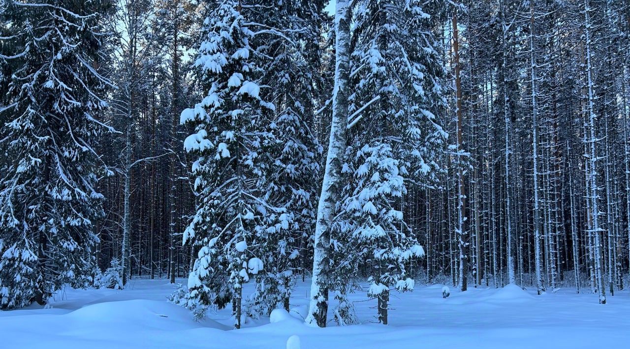 дом р-н Некрасовский д Елохова с пос, Некрасовское фото 4