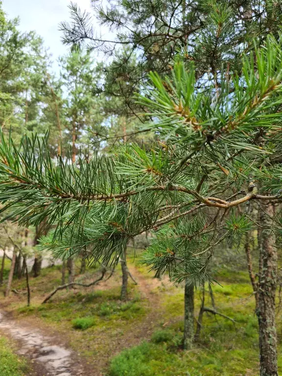 квартира р-н Зеленоградский г Зеленоградск ул Большая Окружная 2б к 3 фото 9