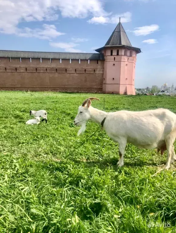 дом р-н Суздальский г Суздаль ул Спасская 30 фото 16