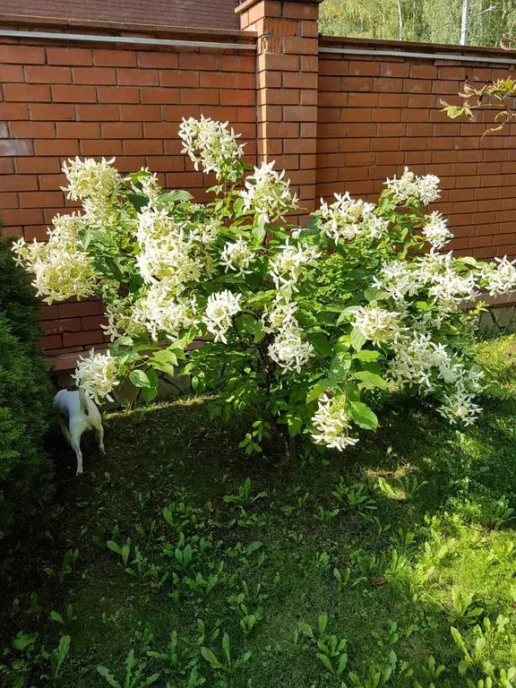 дом городской округ Ленинский д Дальние Прудищи 47, Молоково фото 9