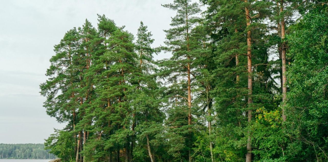 земля р-н Выборгский Приморское городское поселение, Сосновый пляж кп фото 21