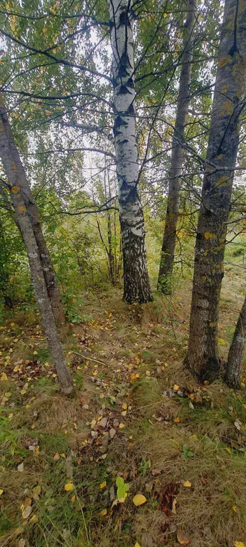 дом городской округ Богородский д Пашуково ул Горная 3п Воскресенское фото 3