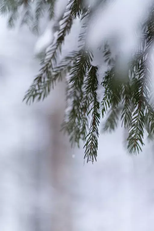 дом городской округ Солнечногорск д Шелепаново 105Ш, Солнечногорск фото 2