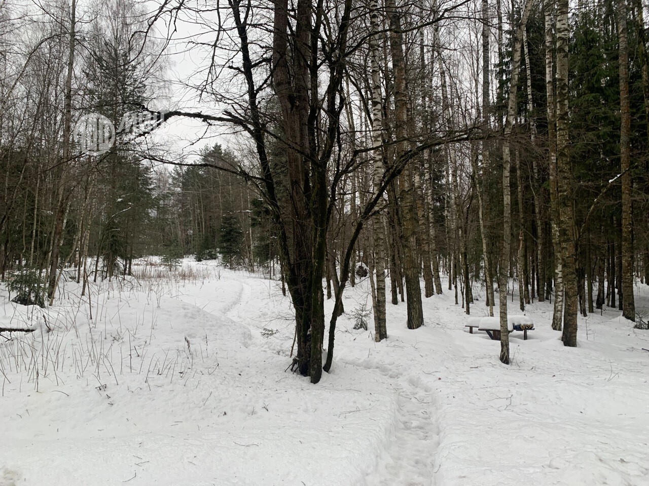 земля городской округ Богородский д Громково ул Молодежная 20 фото 3