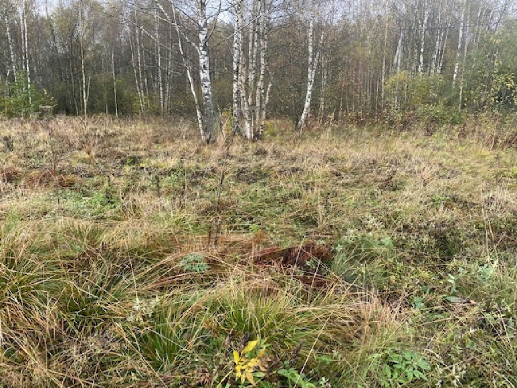 земля городской округ Дмитровский д Ассаурово фото 4