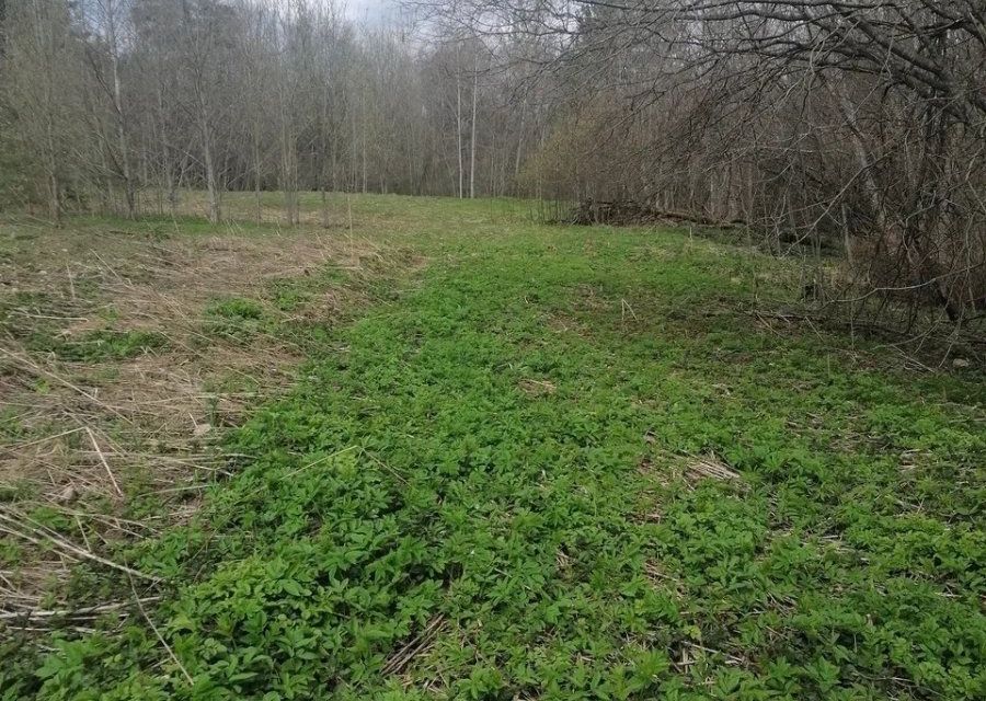 земля р-н Лужский посёлок Володарское фото 3