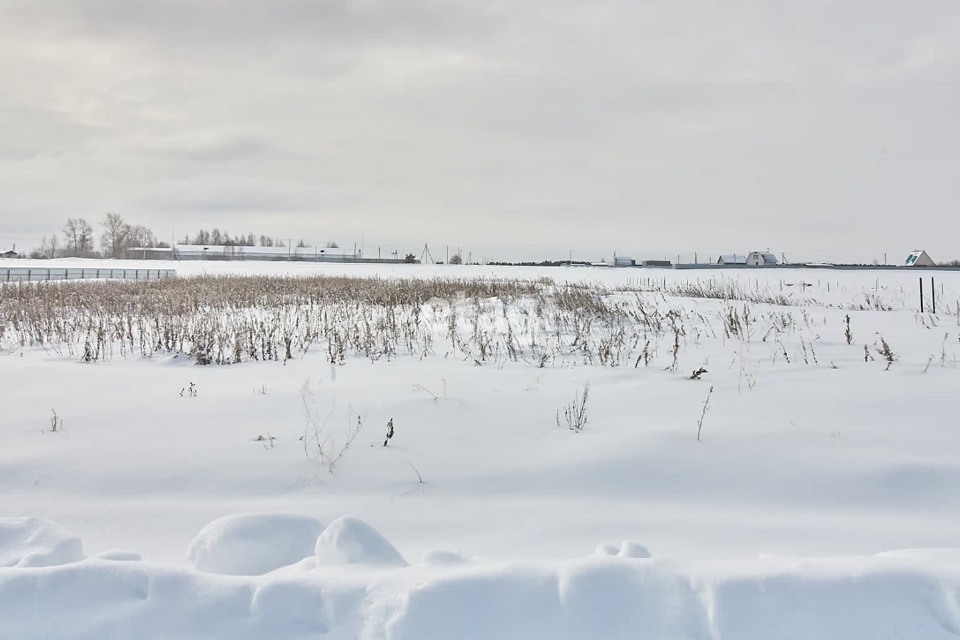 земля р-н Тюменский село Борки фото 4