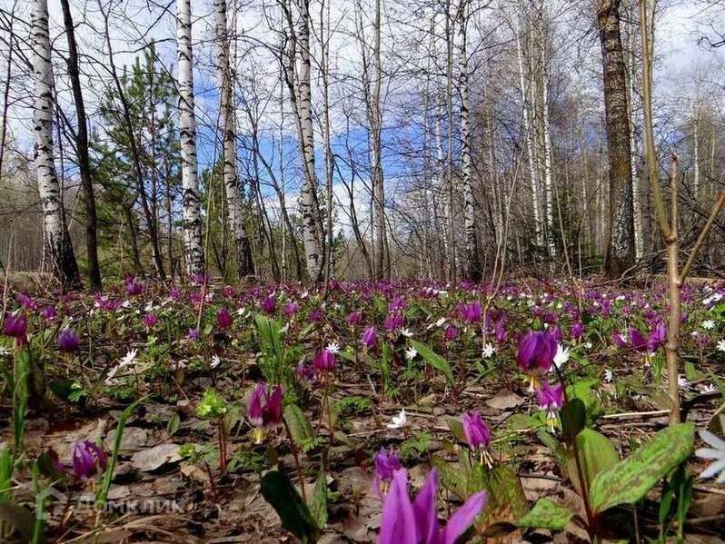 земля р-н Пензенский село Воскресеновка фото 1