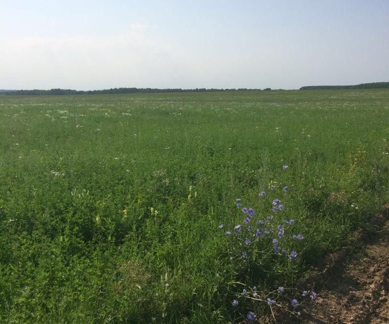 земля р-н Бабынинский село Муромцево фото 2