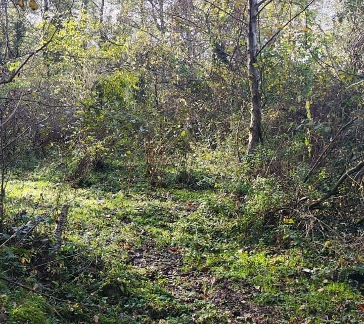 земля г Сочи с Вардане-Верино городской округ Сочи, садоводческое товарищество Экспресс фото 2