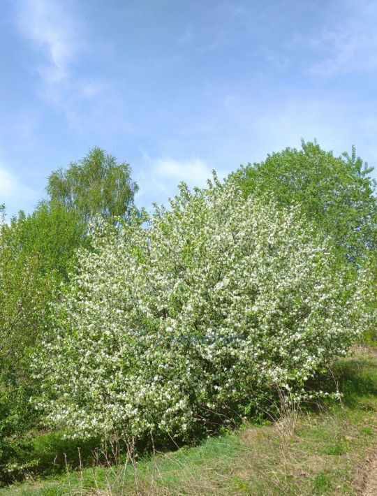 земля р-н Богородский д Крутец (Алешковский сельсовет) ул Советская фото 7