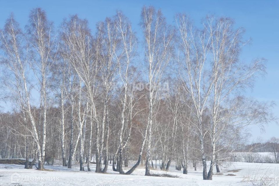 земля р-н Новосибирский с Пайвино ул Медовая фото 1