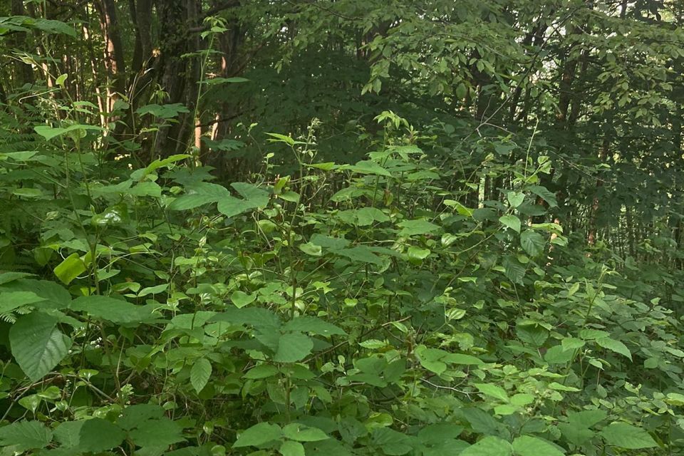 земля городской округ Сочи, Лазаревский район фото 8