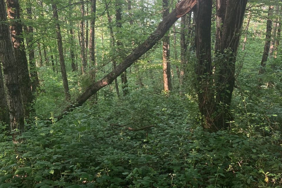 земля городской округ Сочи, Лазаревский район фото 7