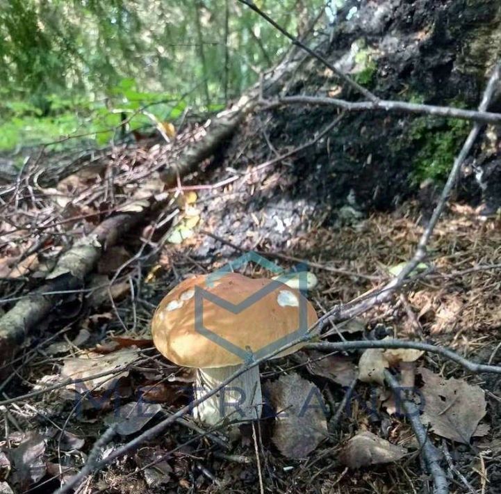 земля р-н Вологодский д Большое Чертищево фото 16