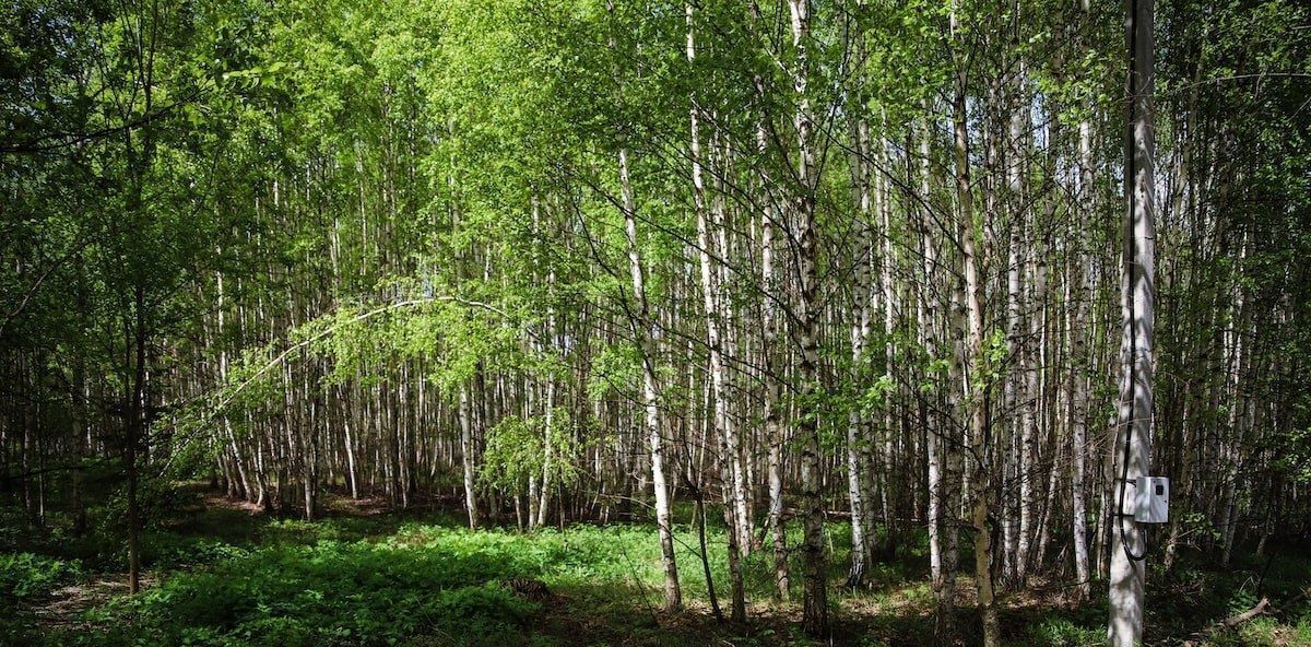 земля р-н Чкаловский д Котельницы Чкаловск городской округ фото 22