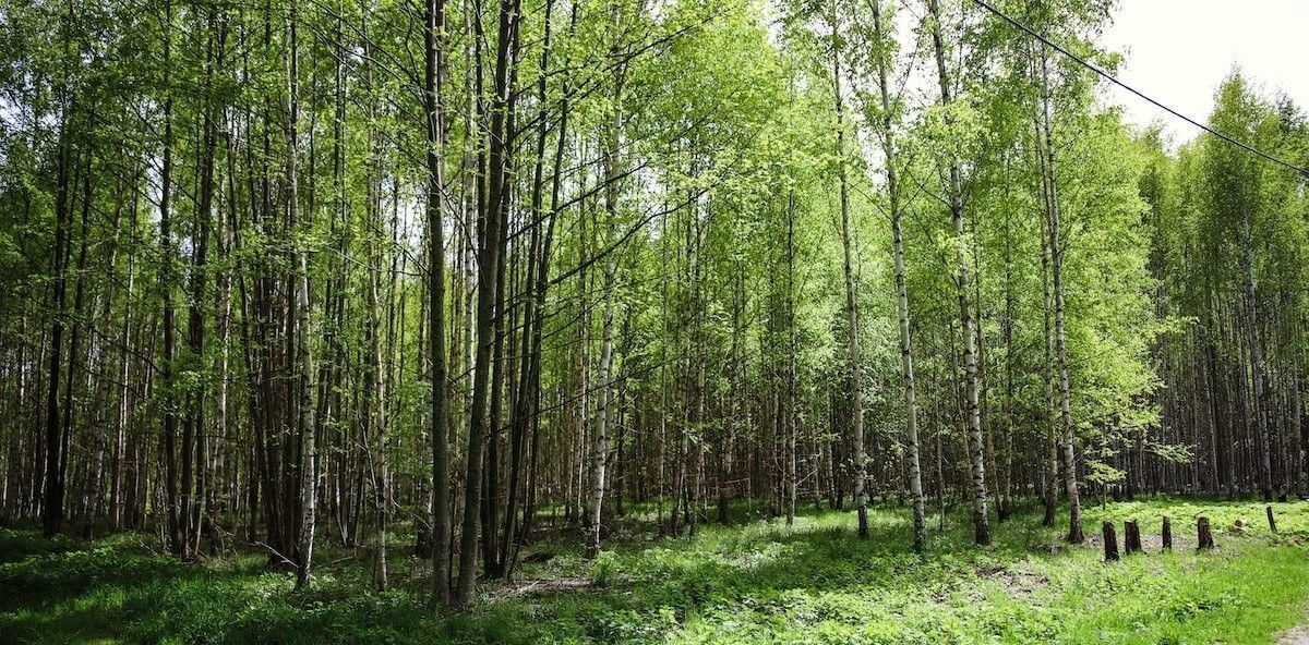 земля р-н Чкаловский д Котельницы Чкаловск городской округ фото 23