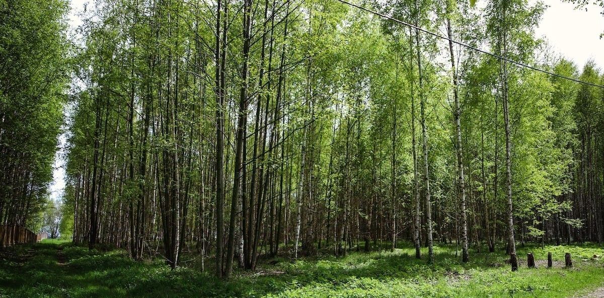 земля р-н Чкаловский д Котельницы Чкаловск городской округ фото 24