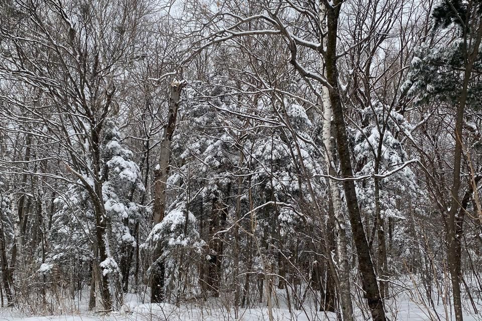 земля р-н Хабаровский фото 2