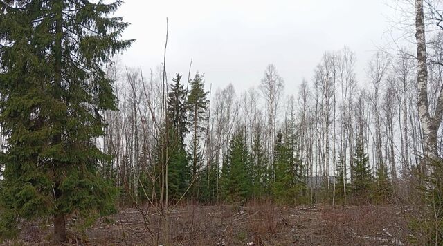 Сертоловское городское поселение, ул. Липецкая, Всеволожский район фото