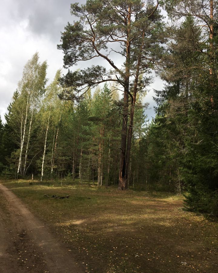 земля р-н Лужский п Скреблово Скребловское сельское поселение, Луга фото 1