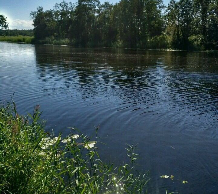 земля р-н Кингисеппский Кузёмкинское сельское поселение фото 2