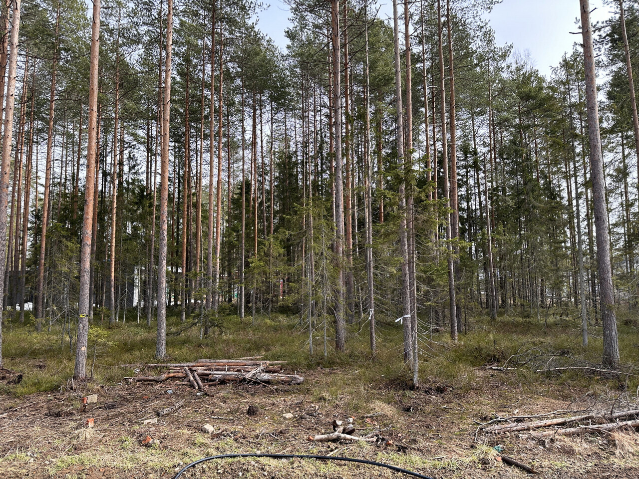 земля р-н Всеволожский История парк тер. ДНП, Петровская ул фото 8