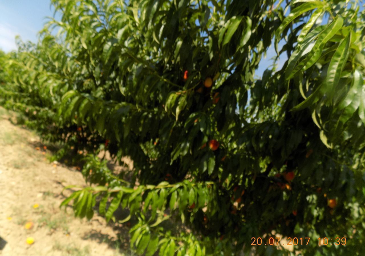 земля р-н Бахчисарайский с Каштаны Каштановское сельское поселение, Бахчисарай фото 5