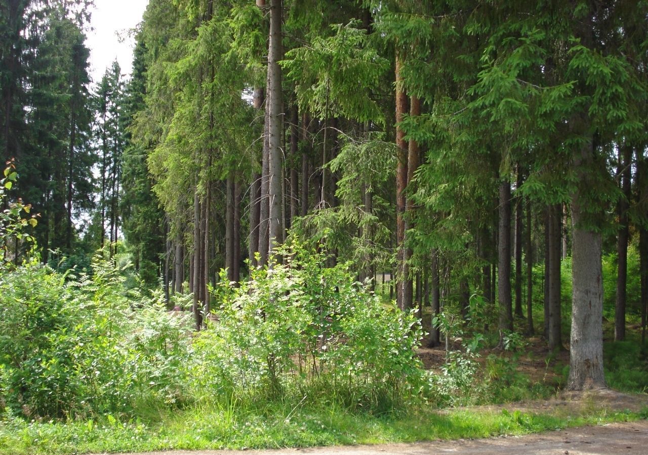 земля городской округ Павловский Посад д Козлово снт Козлово Дрезна фото 9