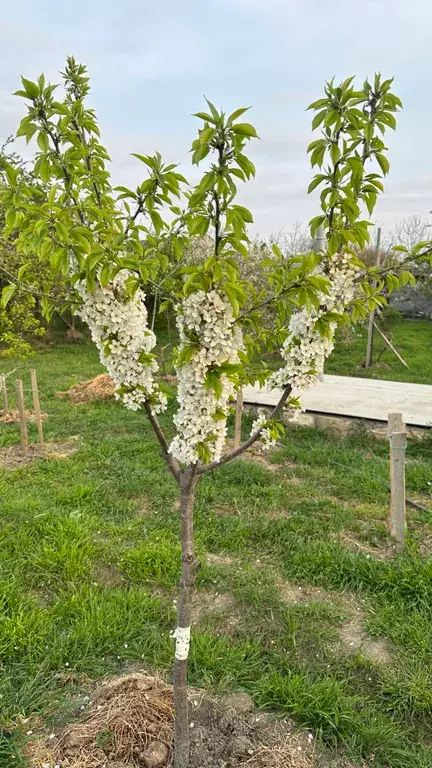 дом р-н Докузпаринский с Авадан ул Мира 2 Дербент фото 16