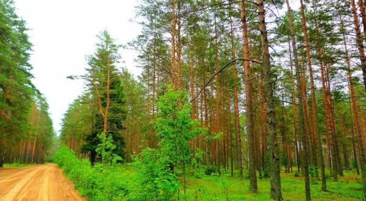 земля р-н Волховский д Папоротно Пашское сельское поселение, Сясьстрой фото 5